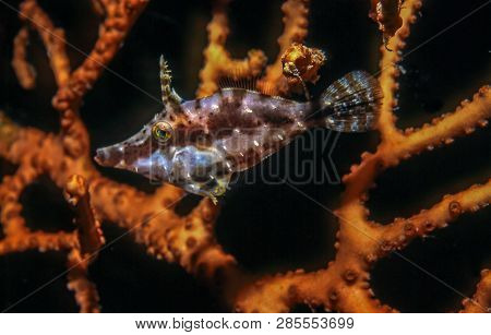 Filefish Underwater Off The Coast Of The Island Of Roatan