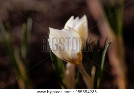 Flower Of The Crocus Chrysanthus Variation Snow Bunting.