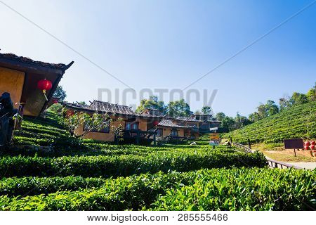 Beautiful Scenery Chinese Village Among Tea Field, Mae Hong Son In Thailand