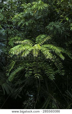 Eurycoma Longifolia Jack