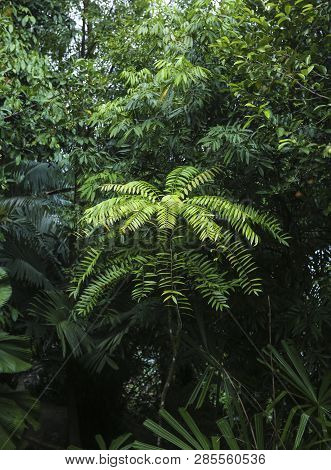 Eurycoma Longifolia Jack