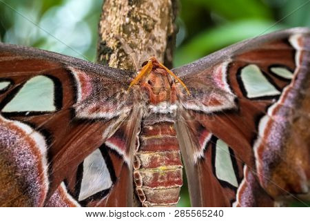 Atlas Moth, Attacus Atlas, These Are The Largest Moths In The World With A Wingspan From 10-12 Inche