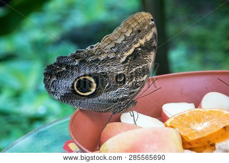 Owl Butterfly ,caligo Eurilochus.beautiful Brown Tropical Butterfly In A Botanic Garden