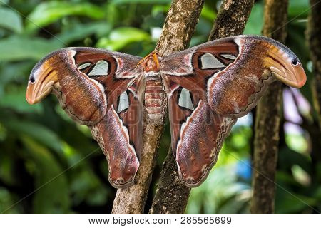 Atlas Moth, Attacus Atlas, These Are The Largest Moths In The World With A Wingspan From 10-12 Inche