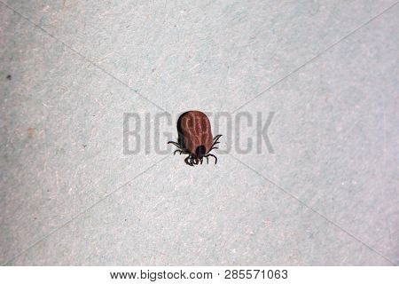 Red Velvet Mite Or Rain Bug (trombidiidae) On Paper