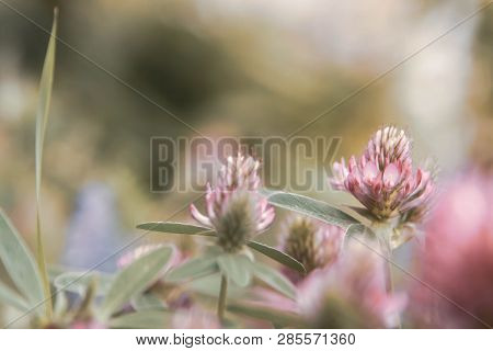Floral Summer Background, Soft Focus. Blooming Clover. Blurred Background.