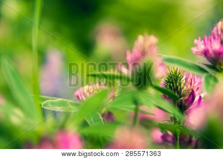 Floral Summer Background, Soft Focus. Blooming Clover. Blurred Background.