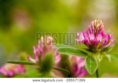 Floral Summer Background, Soft Focus. Blooming Clover. Blurred Background.