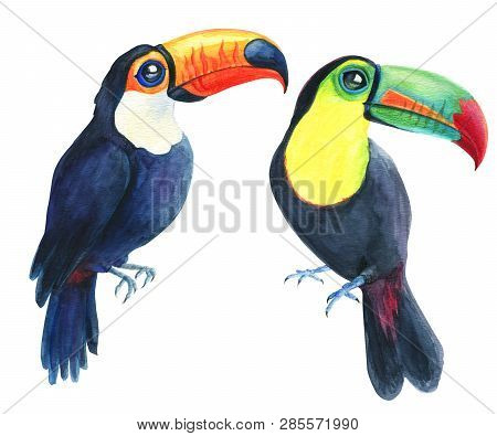 Toucans Tropical Exotic Birds Drawing Isolated On White Background. Watercolor Hand Painted Illustra