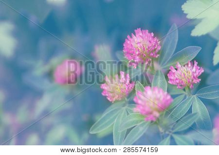 Floral Summer Background, Soft Focus. Blooming Clover. Blurred Background.