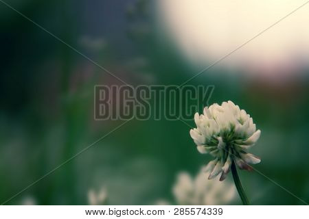 Floral Summer Background, Soft Focus. Blooming Clover. Blurred Background.