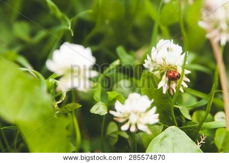 Floral Summer Background, Soft Focus. Blooming Clover. Blurred Background. Ladybug