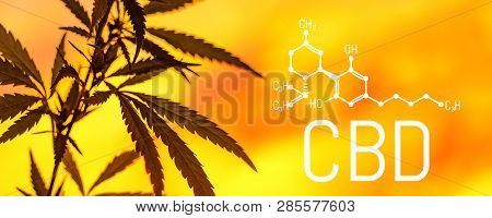 Organic Cannabis Leaf Cbd. Concept Of Herbal Alternative Medicine, Cbd Oil, Pharmaceptical Industry.