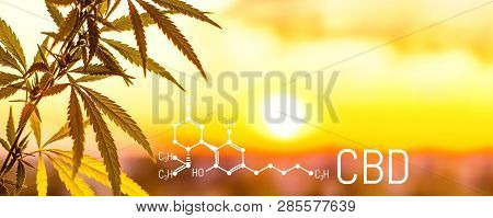 Cbd Cannabis And Marijuana. Oil Hemp Products. Cannabidiol Chemical Formula. Growing Premium Cannabi
