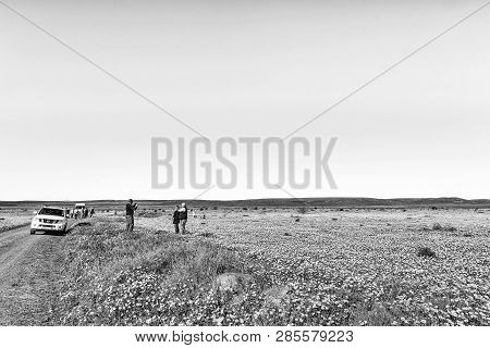 Nieuwoudtsville, South Africa, August 28, 2018: Tourists And Vehicles In A Field Of Wildflowers At M