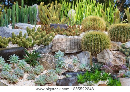 Cactus In Garden