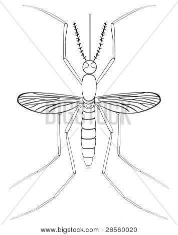 VECTOR - insetto zanzara