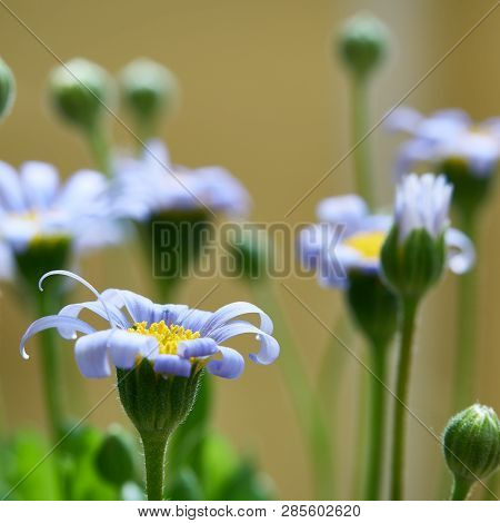 Blue Daisies In Summer In A Garden