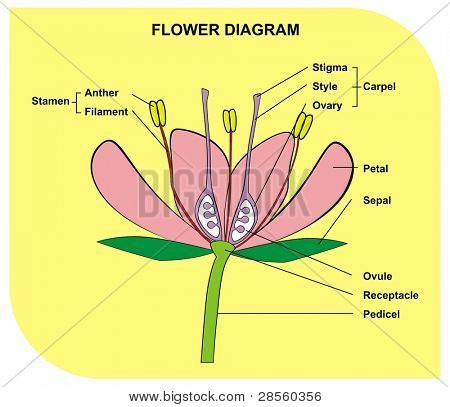 Diagrama de la flor - útil para escolares y estudiantes