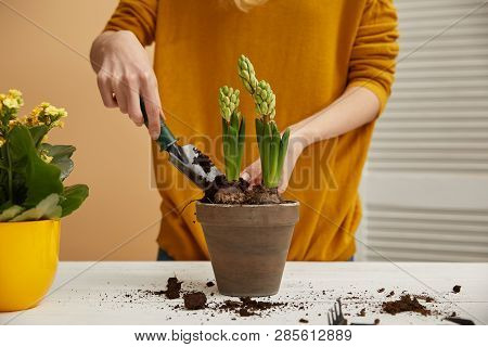 Partial View Of Gardener Planting Hyacinth In Clay Flowerpot With Spade