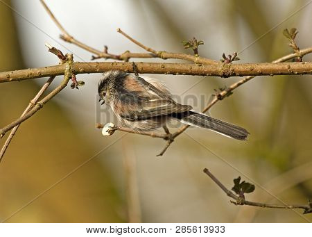 Long-tailed Tit Feeding In Trees In Local Woodlands