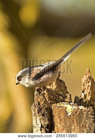 Long-tailed Tit Perched On Tree In Local Woodlands