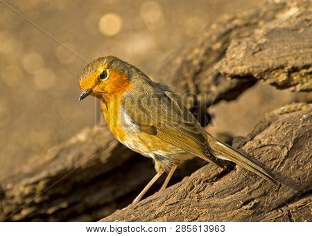 Robin Red-breast Bird Foraging In Local Woodlands