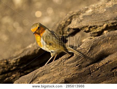 Robin Red-breast Bird Foraging In Local Woodlands