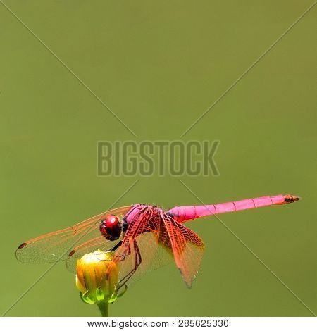 Red Dragonfly (net Winged Insect) Standing On Flower