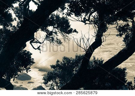 Split Tone Image Through Trees View Of Storm Waves Crashing Into Rocky Foreshore At Base Of Mount Ma