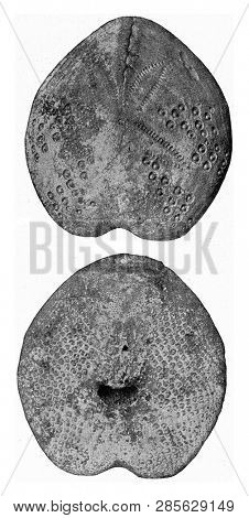 Spatangus, fossil sea urchin from the Tertiary of northwestern Germany, vintage engraved illustration. From the Universe and Humanity, 1910.