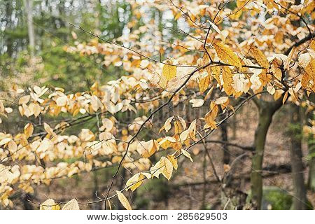 Beech Tree Leaves In Autumn At Burr Pond State Park In Torrington, Connecticut.