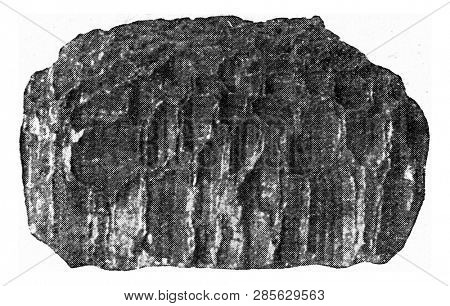 Halysites seen from side, vintage engraved illustration. From the Universe and Humanity, 1910.