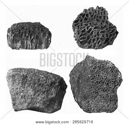 Tabular Corals of Silurian and Devonian, vintage engraved illustration. From the Universe and Humanity, 1910.
