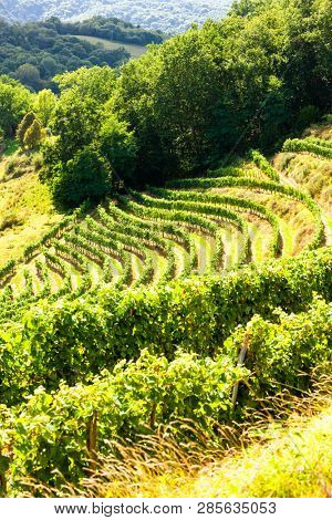vineyard, Jurancon, France