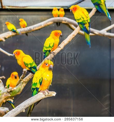 Aviculture, Sun Parakeets Sitting On Branches In The Aviary, Colorful Tropical Little Parrots, Endan