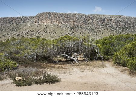 Pine Grove Of Aleppo Pine, Pinus Halepensis, Growing On Dunes. Photo Taken In Santa Pola, Alicante, 