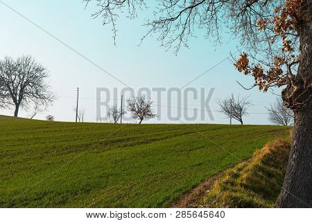 Countyside Landscape, Green Wheat Field And Clear Sky