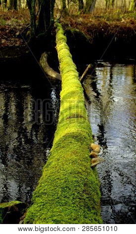 Green Road. We Must Find Soft Natur Way To Reach Sustainable And Ecological Solutions. A Tree That H