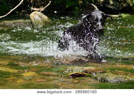Portrait Of A Young Black Labrador Running Through A River