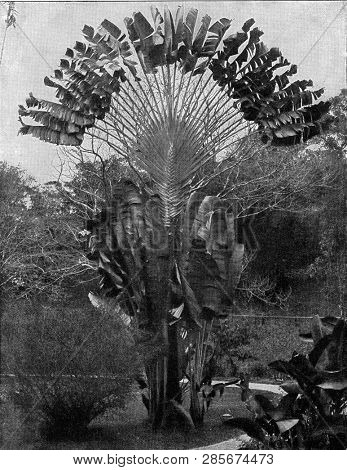 A corner of park in Ceylon, as an example of tropical vegetation, with a Ravenala, vintage engraved illustration. From the Universe and Humanity, 1910.