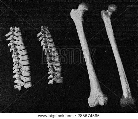 Comparative table of the vertebral column of the breast and the femur of a European and an Australian.