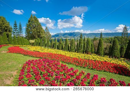 Colorful Flower Spring Garden With Pine Trees Celosia Cristata And Marigold Flower Landscape Plateau