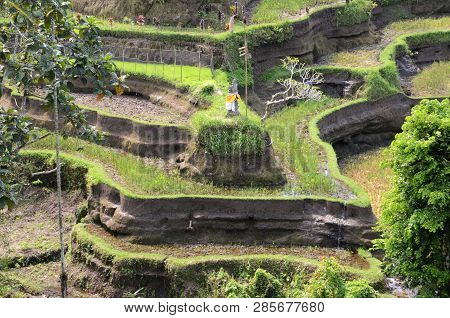 Tegalalang Rice Terraces In Ubud, Bali. Tegalalang Rice Terrace Is One Of The Famous Tourist Objects