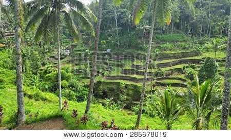 Tegalalang Rice Terraces In Ubud, Bali. Tegalalang Rice Terrace Is One Of The Famous Tourist Objects