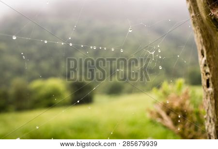 Drops Of Dew Covered Spiderwebs In The Grass At Sunrise With Fog At Background. Ponga, Asturias, Spi