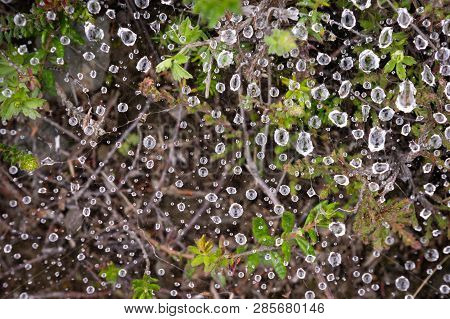 Drops Of Dew Covered Spiderwebs In The Grass At Sunrise With Fog At Background. Ponga, Asturias, Spi