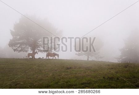 Scene Of Pines Trees In Fog, With A Mare And Her Brood. Ponga, Asturias, Spain. Europe.
