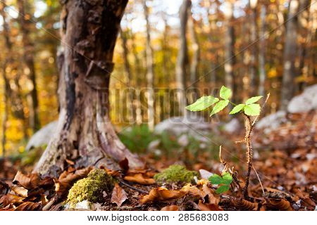Wild Plant Leaf Close Up, Autumn Background.  Beauty In Nature. Autumn Lansdscape