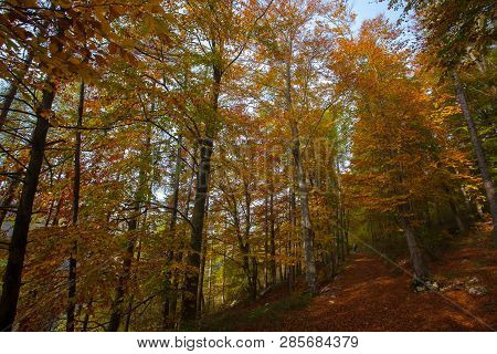 Trees In Autumn Season Background. Beauty In Nature. Autumn Lansdscape